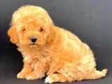 NADİR BULUNACAK GÜZELLİKTE MALTİPOO BEBEKLERİMİZ