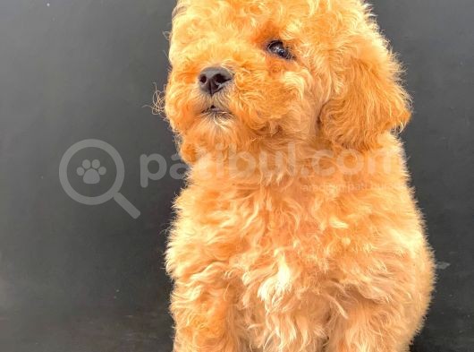 Nadi̇r Bulunacak Güzelli̇kte Malti̇poo Bebekleri̇mi̇z görsel