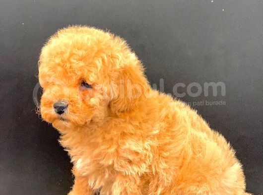Nadi̇r Bulunacak Güzelli̇kte Malti̇poo Bebekleri̇mi̇z görsel