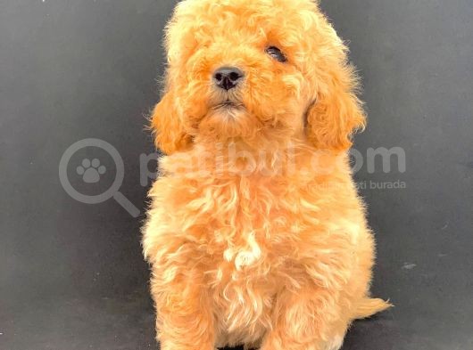 Nadi̇r Bulunacak Güzelli̇kte Malti̇poo Bebekleri̇mi̇z görsel