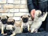 A Kalite Pug Mops Yavruları