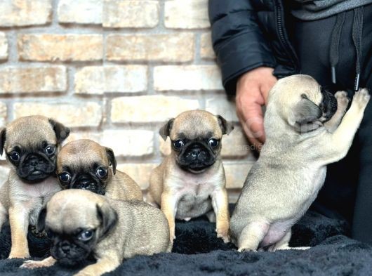 A Kalite Pug Mops Yavruları