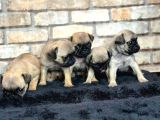 A Kalite Pug Mops Yavruları