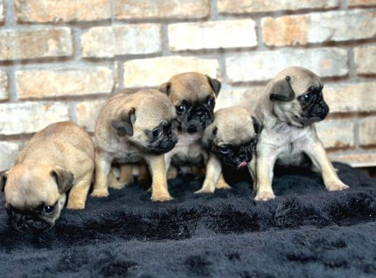 A Kalite Pug Mops Yavruları görsel