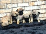 A Kalite Pug Mops Yavruları