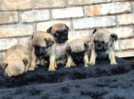 A Kalite Pug Mops Yavruları görsel