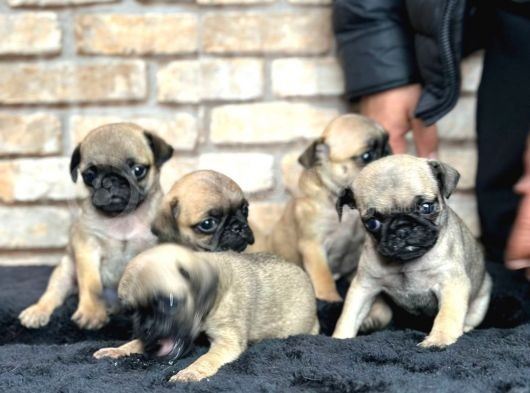 A Kalite Pug Mops Yavruları görsel