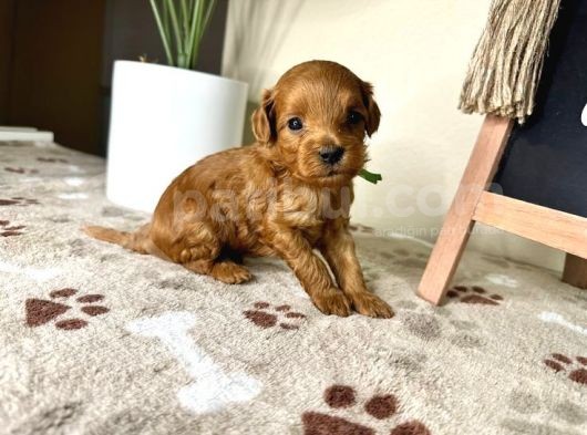Eşsiz Güzeller Maltipoo Şekerleri