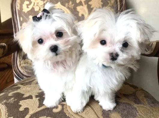 Safkan Kore Maltese Şekerlerim görsel