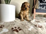 Eşsiz Güzeller Maltipoo Şekerleri