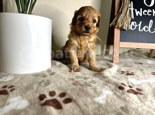 Eşsiz Güzeller Maltipoo Şekerleri görsel