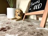 Eşsiz Güzeller Maltipoo Şekerleri