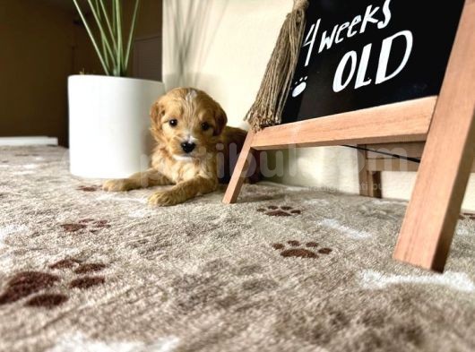 Eşsiz Güzeller Maltipoo Şekerleri görsel
