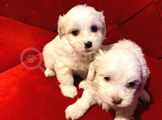 Ev Doğumu Maltese Bebegimiz görsel