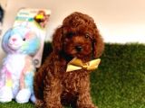 Kore Kani Tuvalet Eği̇tmli̇ Poodle Bebekleri̇mi̇z