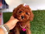 Kore Kani Tuvalet Eği̇tmli̇ Poodle Bebekleri̇mi̇z
