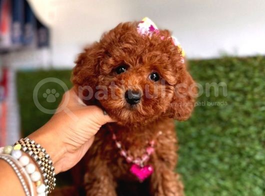 Kore Kani Tuvalet Eği̇tmli̇ Poodle Bebekleri̇mi̇z görsel