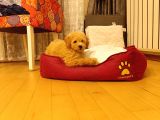 Toy poodle