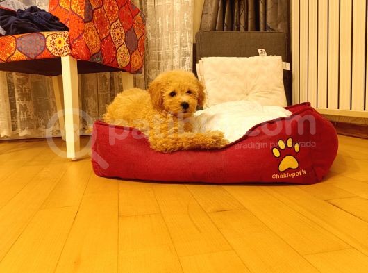 Toy Poodle