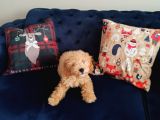 Toy Poodle