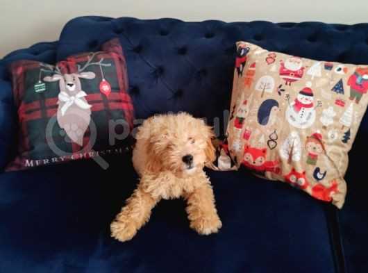 Toy Poodle görsel