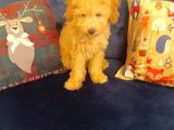 Toy Poodle