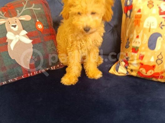 Toy Poodle görsel