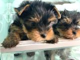 Wc Eğitimli Tea Cup Yorkshire Terrier Yavrularımız