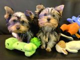 Wc Eğitimli Tea Cup Yorkshire Terrier Yavrularımız