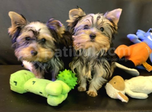 Wc Eğitimli Tea Cup Yorkshire Terrier Yavrularımız görsel