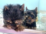Wc Eğitimli Tea Cup Yorkshire Terrier Yavrularımız