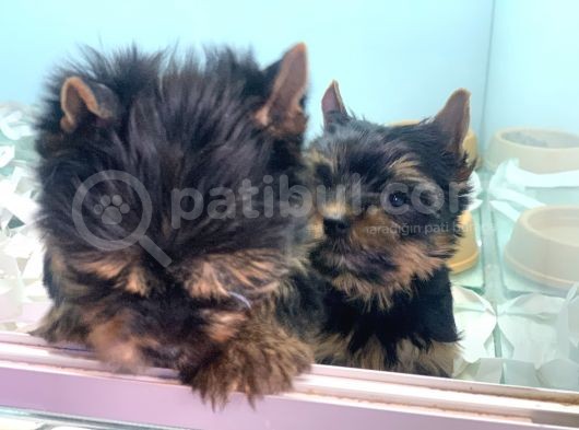 Wc Eğitimli Tea Cup Yorkshire Terrier Yavrularımız görsel