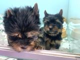 Wc Eğitimli Tea Cup Yorkshire Terrier Yavrularımız