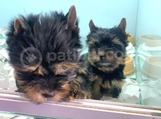 Wc Eğitimli Tea Cup Yorkshire Terrier Yavrularımız görsel
