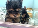 Wc Eğitimli Tea Cup Yorkshire Terrier Yavrularımız