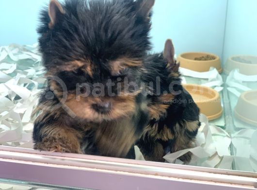 Wc Eğitimli Tea Cup Yorkshire Terrier Yavrularımız görsel