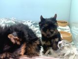 Wc Eğitimli Tea Cup Yorkshire Terrier Yavrularımız