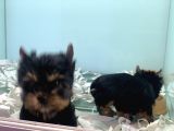Wc Eğitimli Tea Cup Yorkshire Terrier Yavrularımız