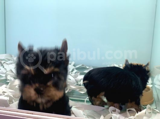 Wc Eğitimli Tea Cup Yorkshire Terrier Yavrularımız görsel