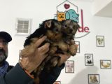 Wc Eğitimli Tea Cup Yorkshire Terrier Yavrularımız