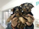 Wc Eğitimli Tea Cup Yorkshire Terrier Yavrularımız