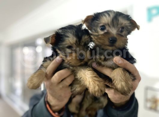 Wc Eğitimli Tea Cup Yorkshire Terrier Yavrularımız görsel