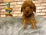 Show Kali̇te Toy Poodle Erkek Yavru