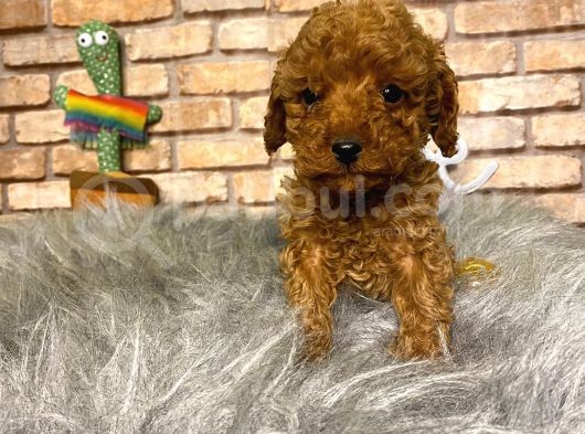 Show Kali̇te Toy Poodle Erkek Yavru görsel