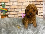 SHOW KALİTE TOY POODLE ERKEK YAVRU