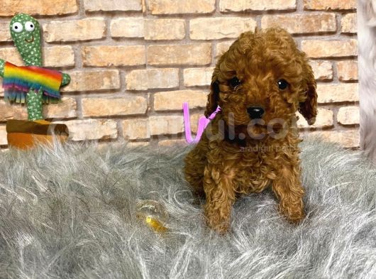 Show Kali̇te Toy Poodle Erkek Yavru
