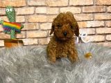 Show Kali̇te Toy Poodle Erkek Yavru