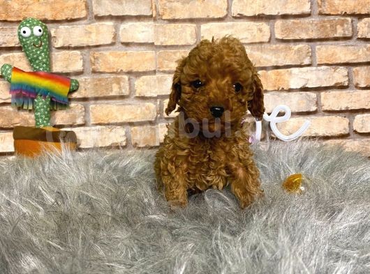 Show Kali̇te Toy Poodle Erkek Yavru görsel