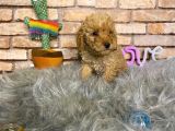 YUMUŞACIK TÜYLÜ TOY POODLE ERKEK YAVRU
