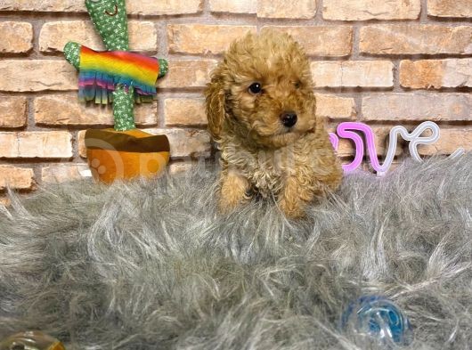 Yumuşacik Tüylü Toy Poodle Erkek Yavru